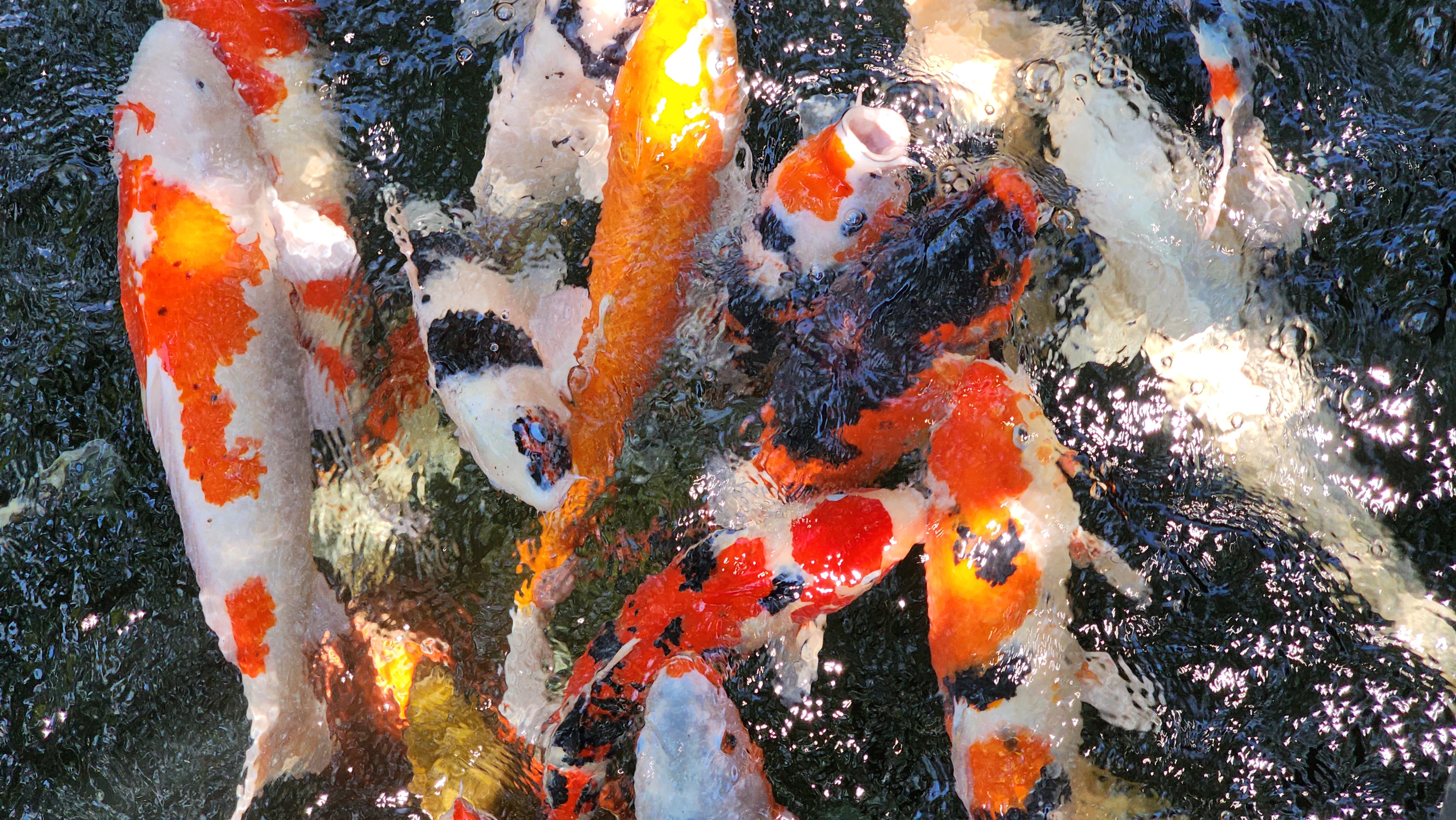 Koi